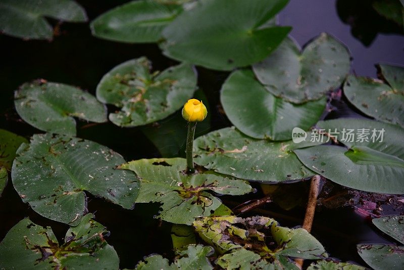 花园在金泽