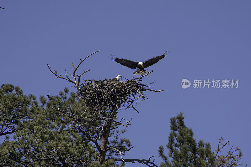 秃鹰与新生小鹰配对