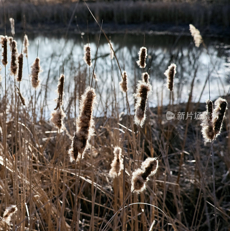 干芦苇，湖，背阳光