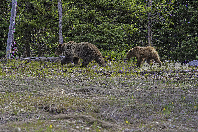 399只灰熊和幼崽一起在大提顿国家公园散步