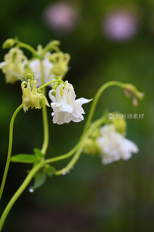 白色花耧斗菜