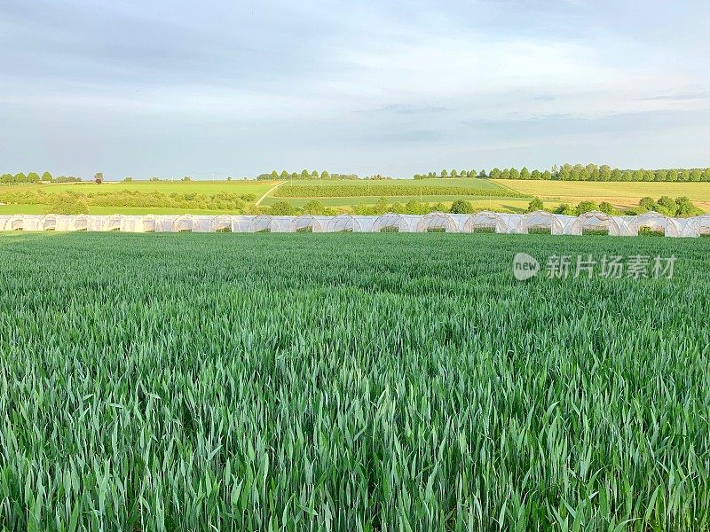 乡村景观中温室里的草莓田