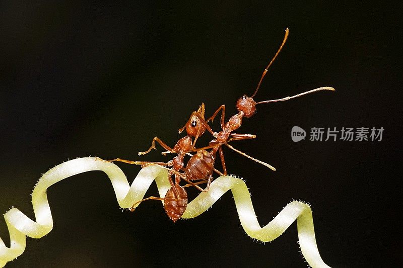 2蚂蚁爬在藤蔓上。