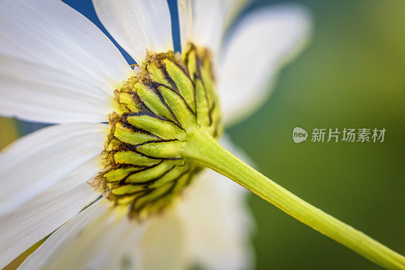 特写玛格丽特的花