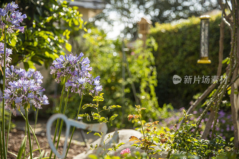 没有人的后院花园