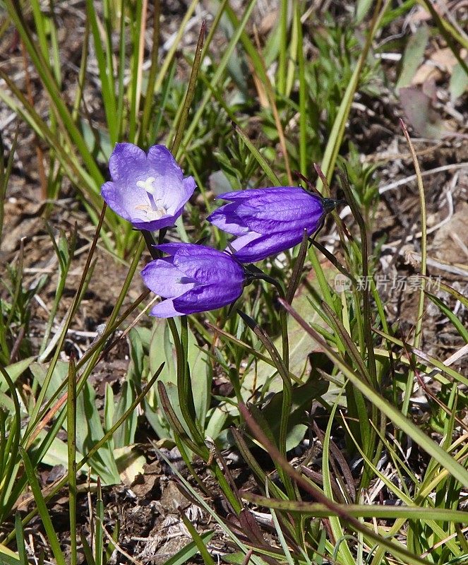 高山蓝铃花