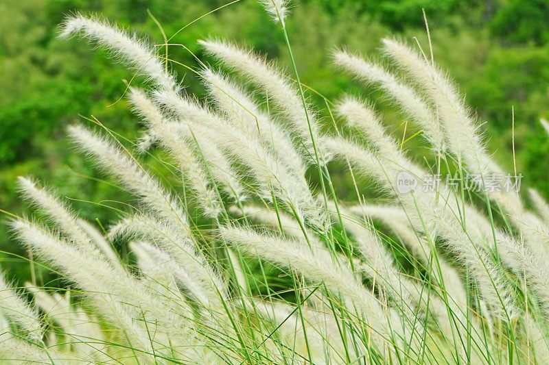 花小草，花小草在清晨放松阳光