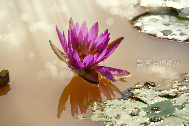 水塘上的热带花睡莲