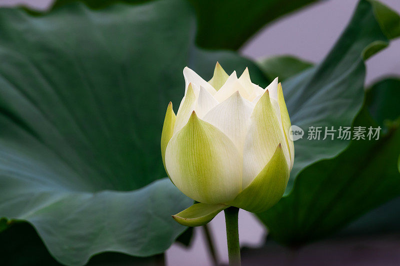 夏天，湖中盛开的荷花