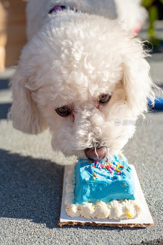 狗吃生日蛋糕