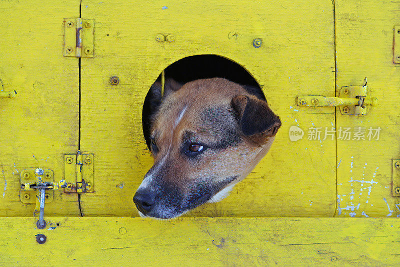 哈士奇雪橇犬