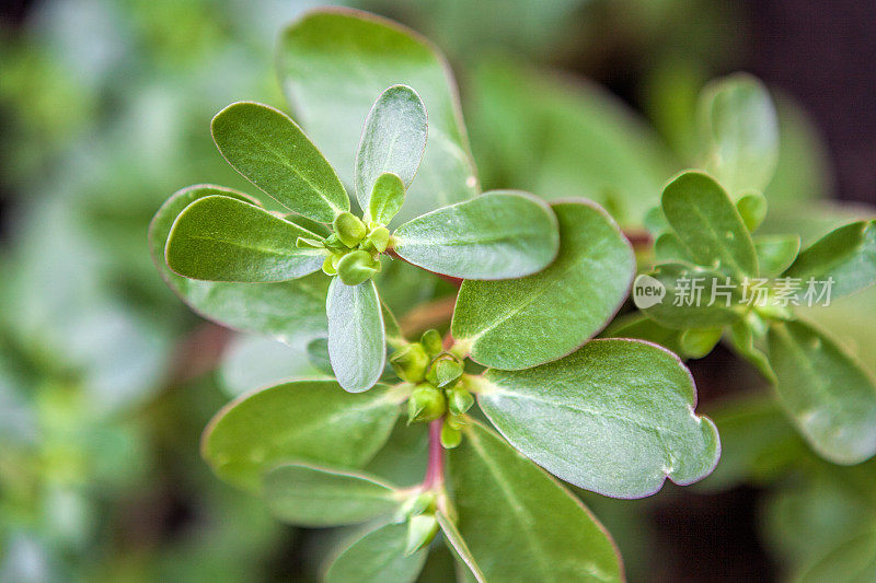 牛至的芳香草本植物