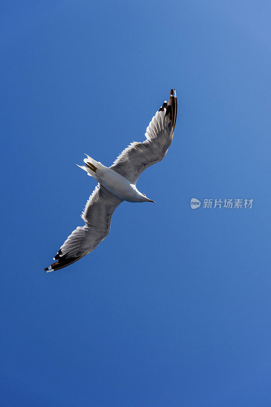 一只白色的海鸥在希腊的蓝天上飞翔