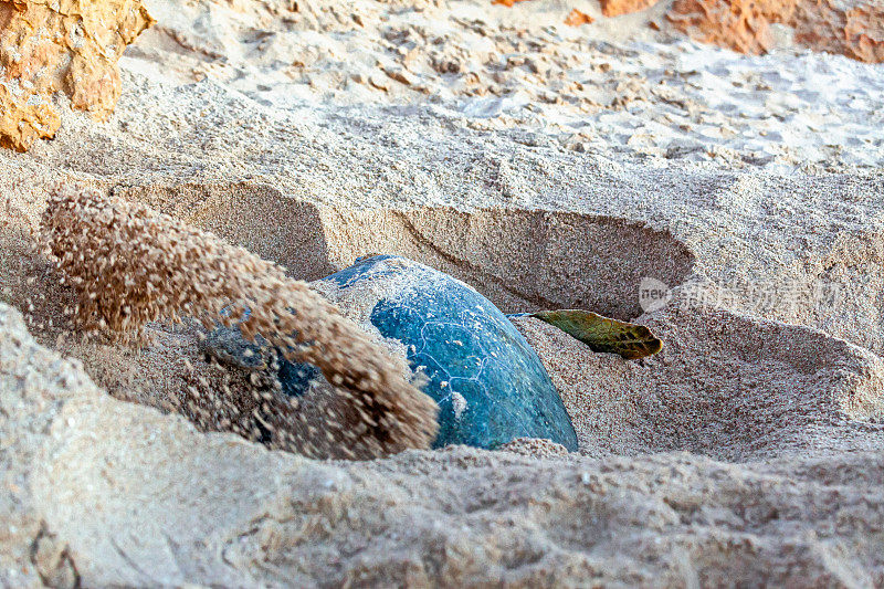 巨大的绿色海龟在阿曼金兹筑巢