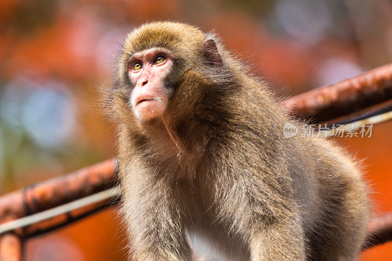 近距离观察野生日本猴子