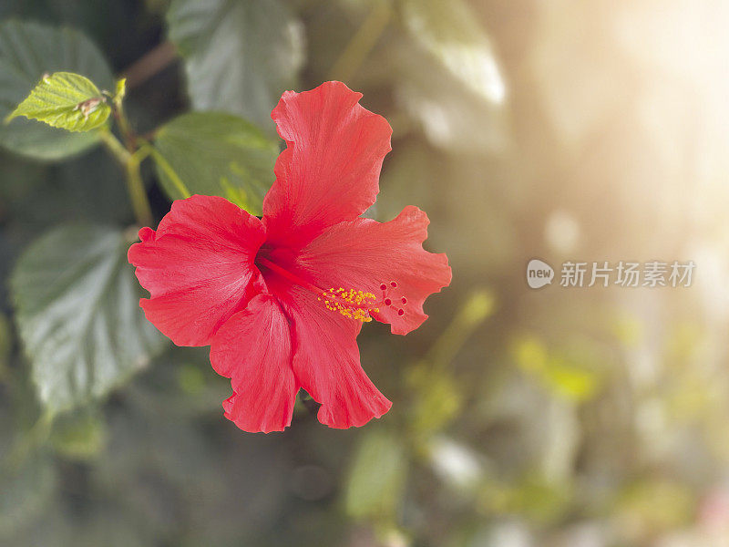 红色的芙蓉花