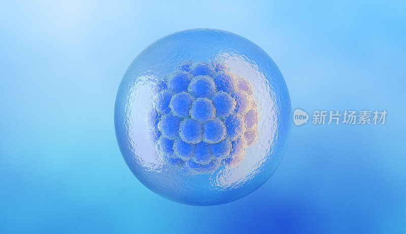 桑椹胚。早期胚胎