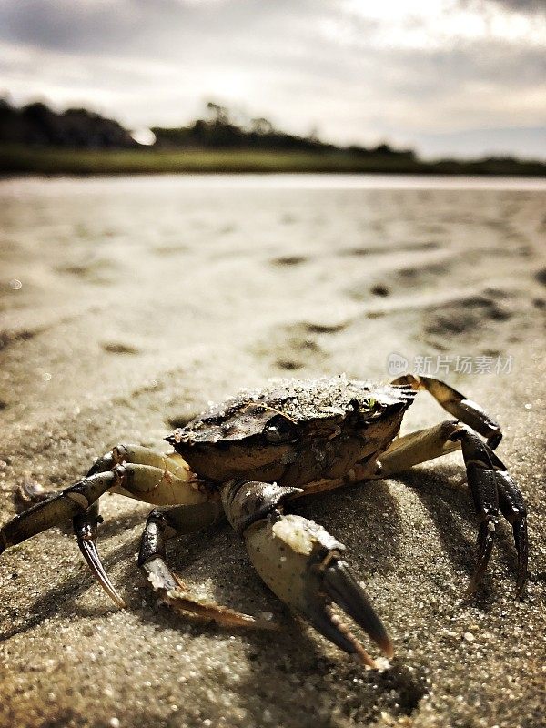 科德角海滩上的螃蟹