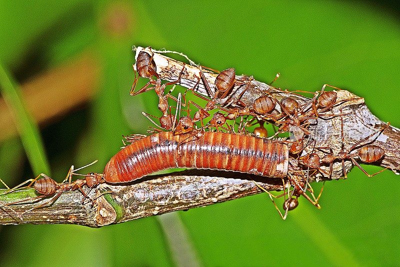 蚂蚁携带千足虫为食。