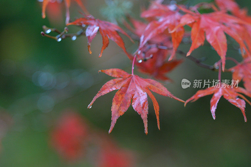 雨滴落在秋天的枫叶上