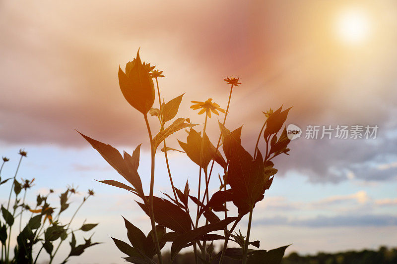 夕阳下的野花和阳光