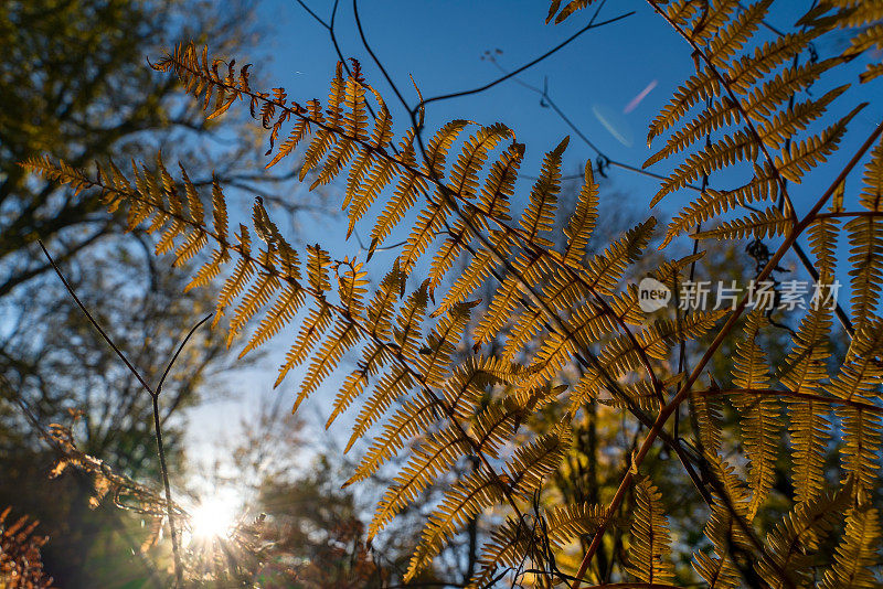 大叶，阔叶植物在七湖，秋天