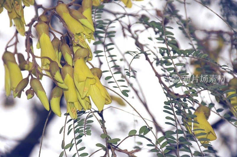 新西兰本土(槐花)科怀在春天开花