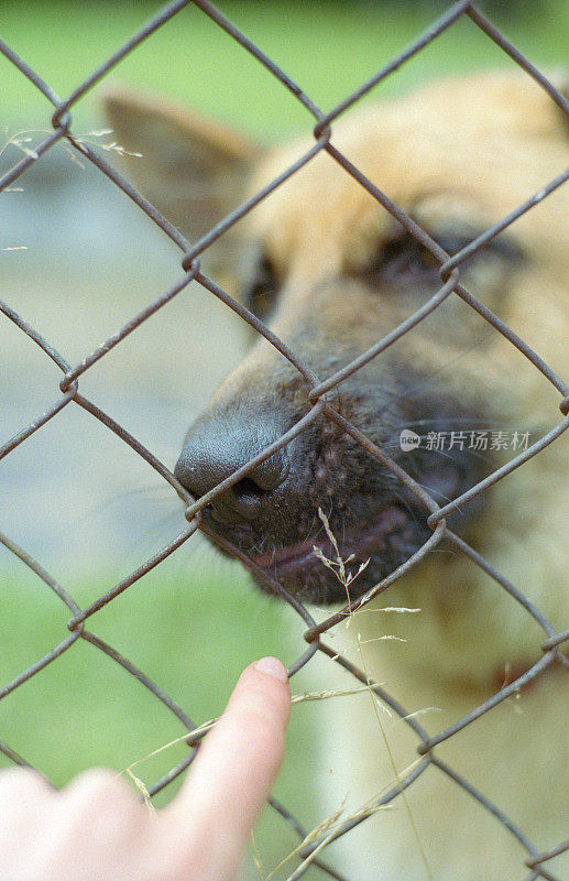 人的手在围栏后面的德国牧羊犬在鸟舍