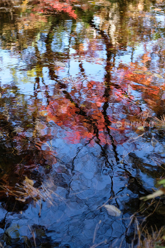 枫叶树在秋天的小湖里的倒影