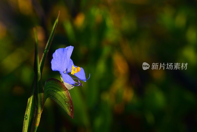 明亮的Dayflower侧视图宏，右边有空间