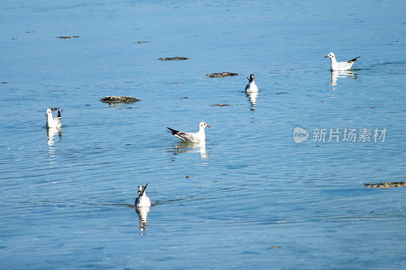 海鸥在蓝色的海面上游泳。