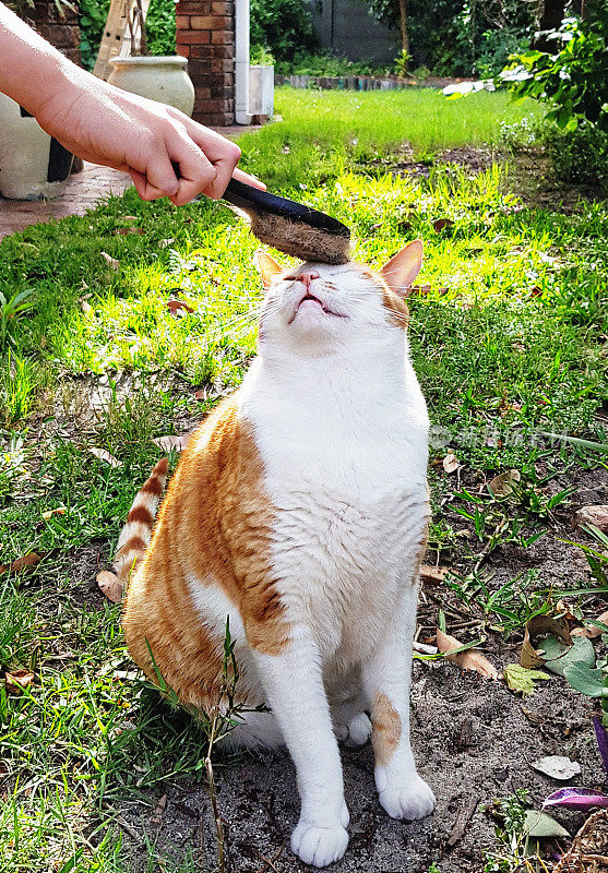 幸福快乐的姜猫被刷在花园里