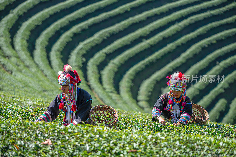 山地部落的妇女在茶园采摘春茶。