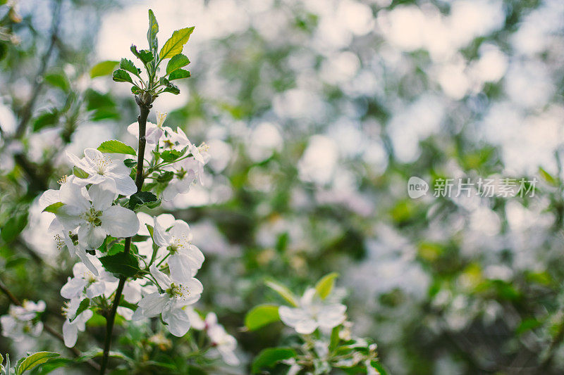 开花的苹果树的树枝