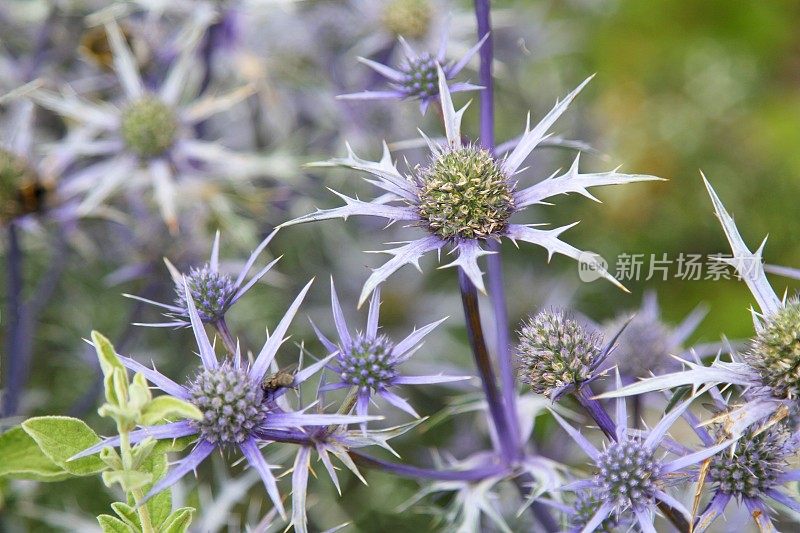 紫水晶、紫水晶或海蓟特写