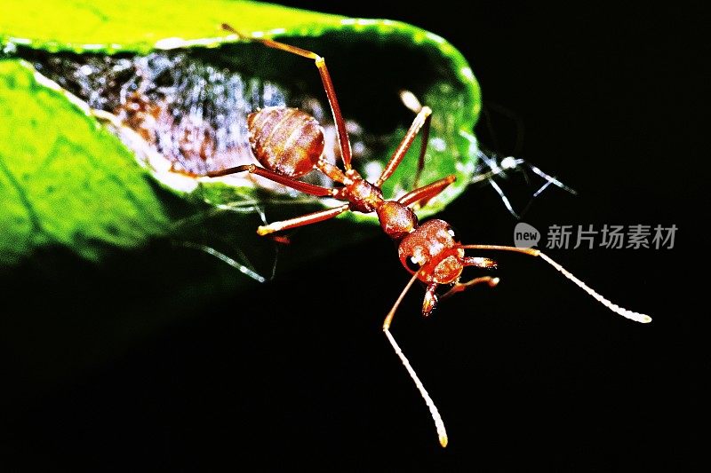 蚂蚁在折叠的叶巢上显示触角。