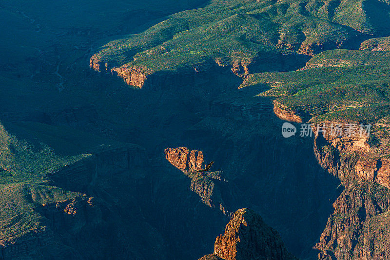 加州秃鹰在大峡谷翱翔，亚利桑那州，国家公园，亚利桑那州，美国