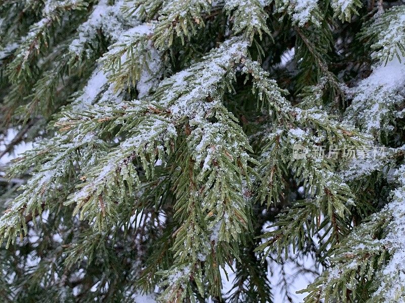 冷杉枝在雪中