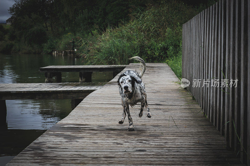 湖中的英国猎犬