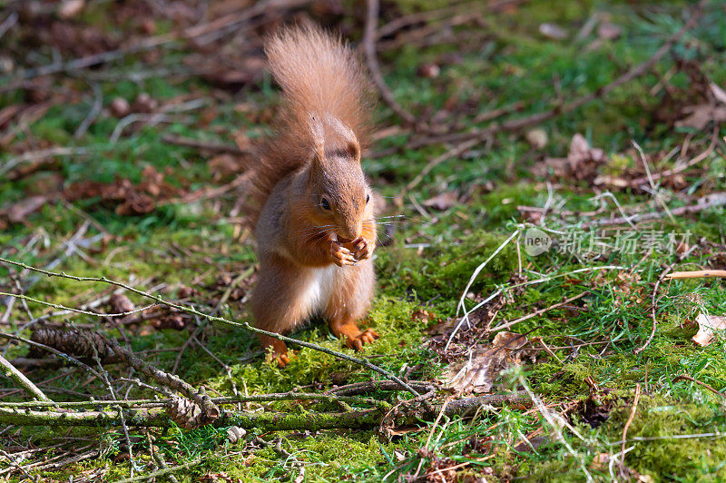 红松鼠站在苏格兰森林里吃榛子
