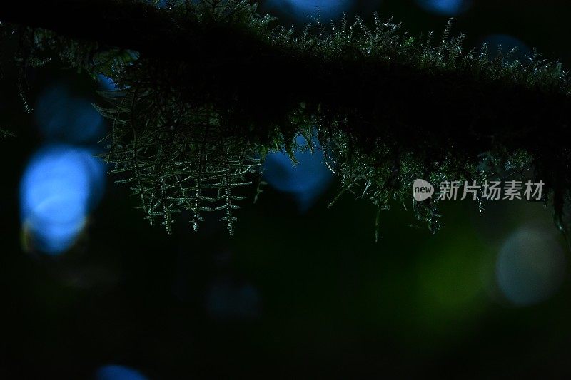 背光的露珠覆盖苔藓在树枝上与蓝色的光斑块在黑暗的背景