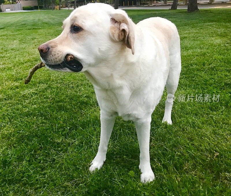 拿着棍子的拉布拉多寻回犬