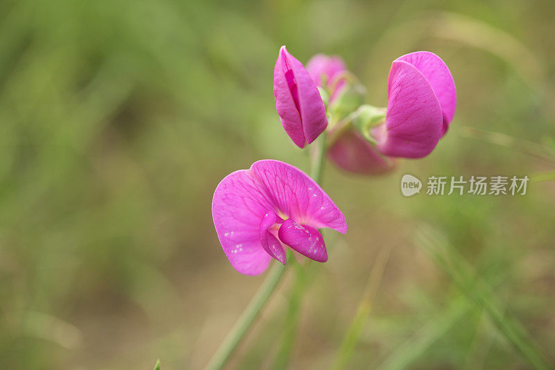 绿色背景上的野豌豆花