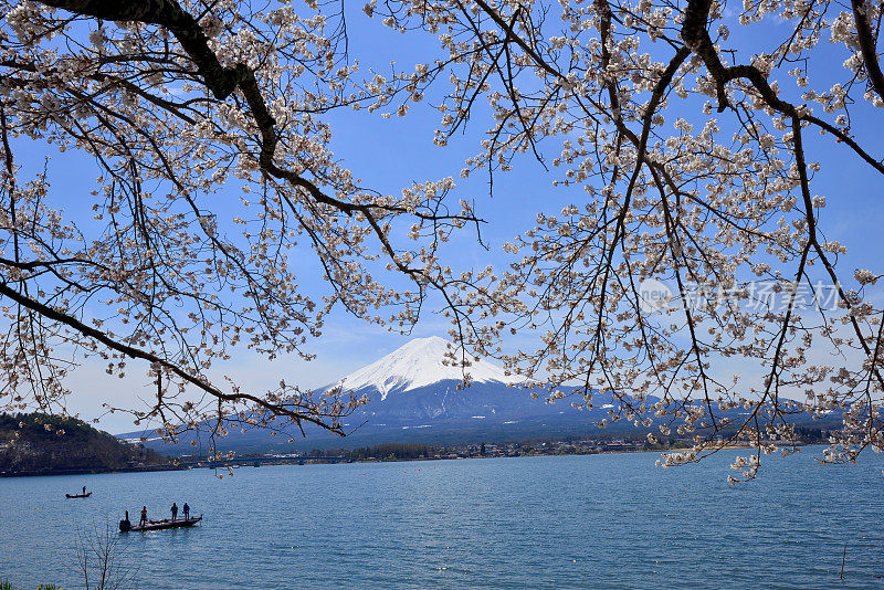 富士山和川口湖的樱花