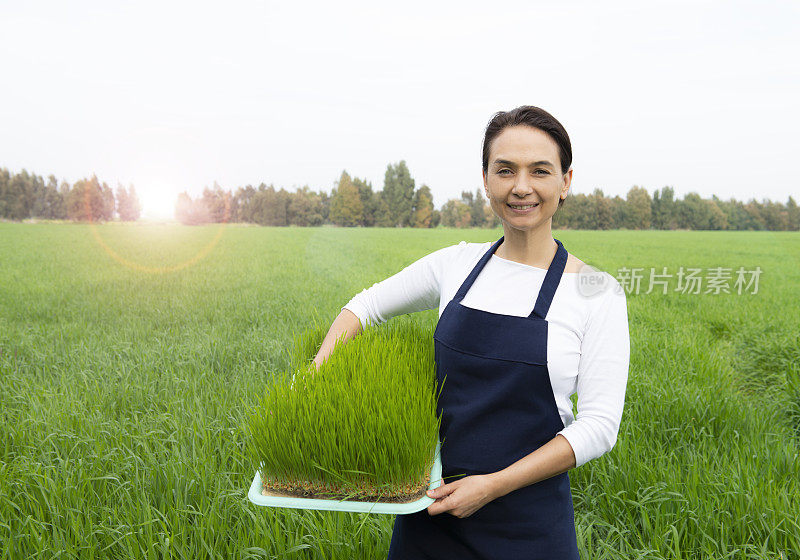 女人与麦草