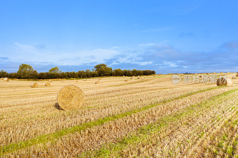 这是苏格兰西南部邓弗里斯和加洛韦的田野里，一群刚割下的稻草的圆捆发出的嗡嗡声