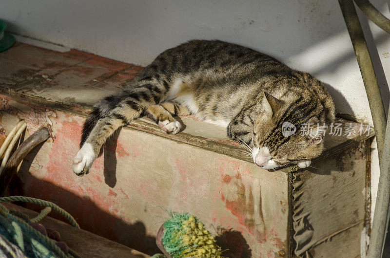 希腊睡觉的猫