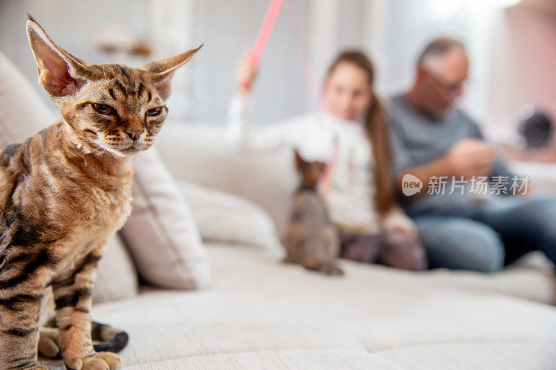 不高兴的德文郡雷克斯猫感觉被排除，而他的主人玩其他猫的股票照片