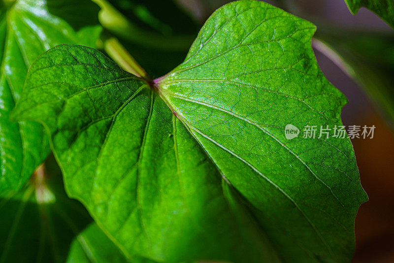 发芽红薯。花瓶内的绿叶植物