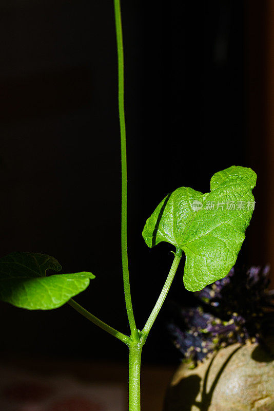 豆芽。花瓶内的绿叶植物